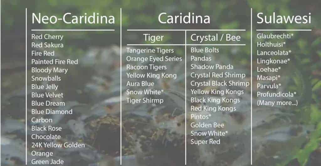 Freshwater Shrimp Size Chart