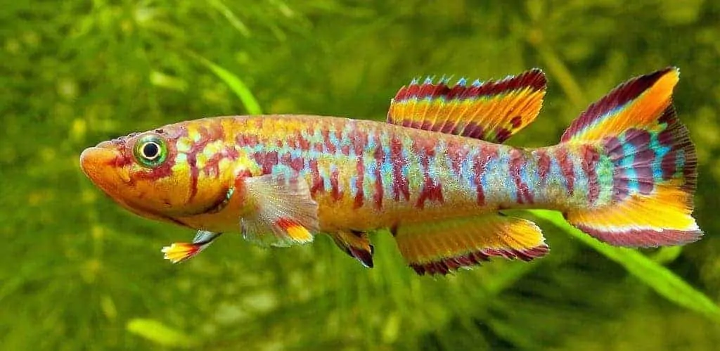 Killifish: Species, Care, Size, Breeding, Diet & Water Parameters