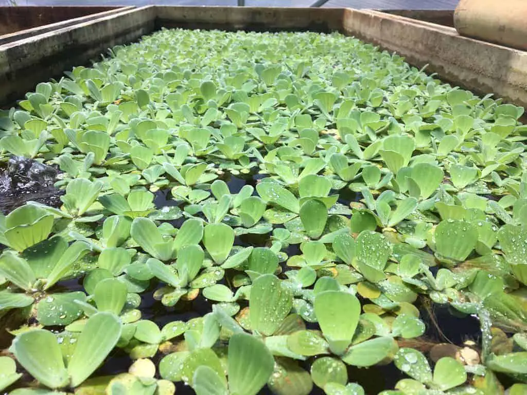 Water Lettuce