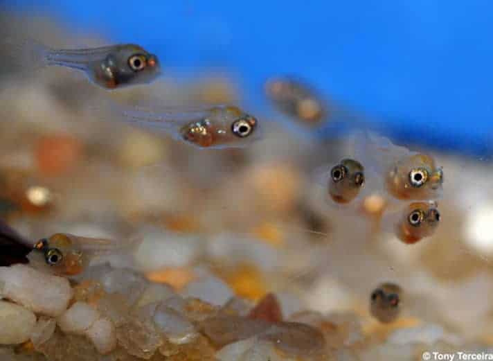 What To Feed Baby Fish Fry