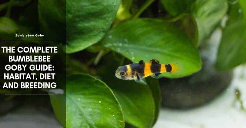Bumblebee Goby Tank Mates, Care, Diet, and Breeding
