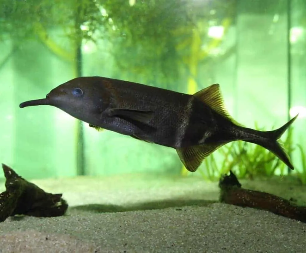 Elephant Nose Fish