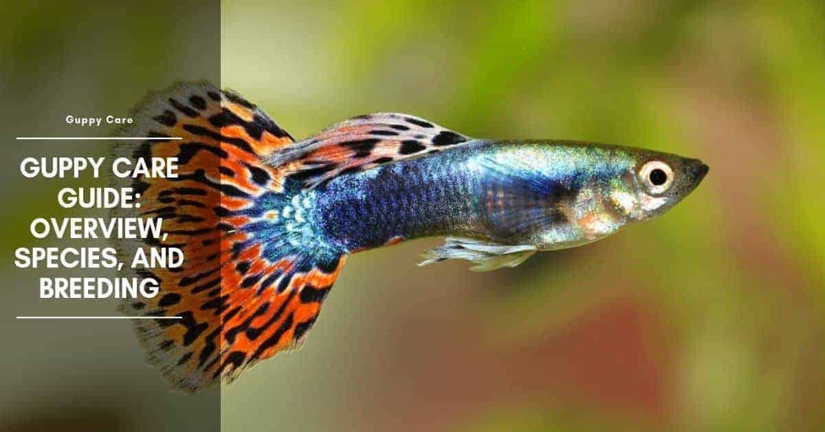 Guppy Care Guide: Overview, Species, And Breeding