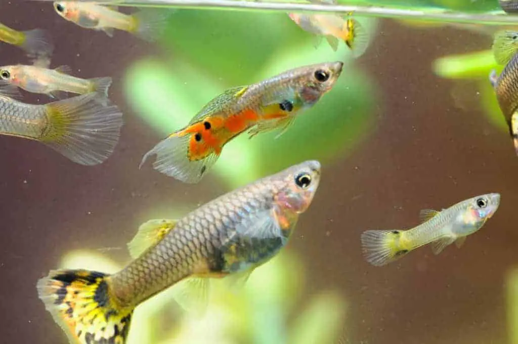 Do guppies give birth all at once?