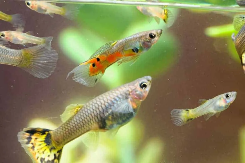 guppy-species-care-guide-the-aquarium-adviser