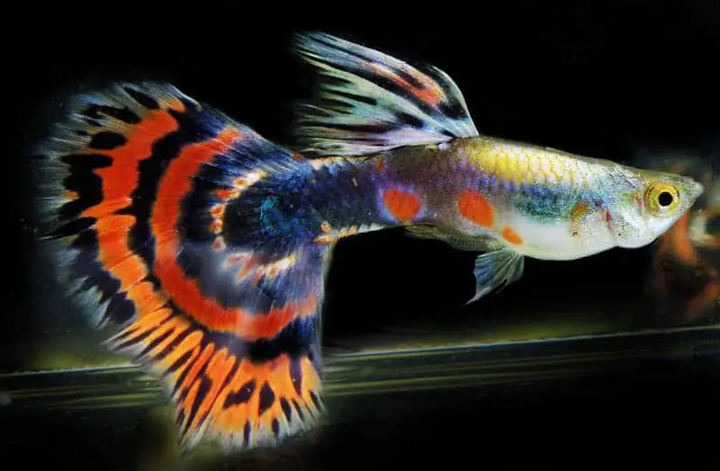 How to breed guppies for color?