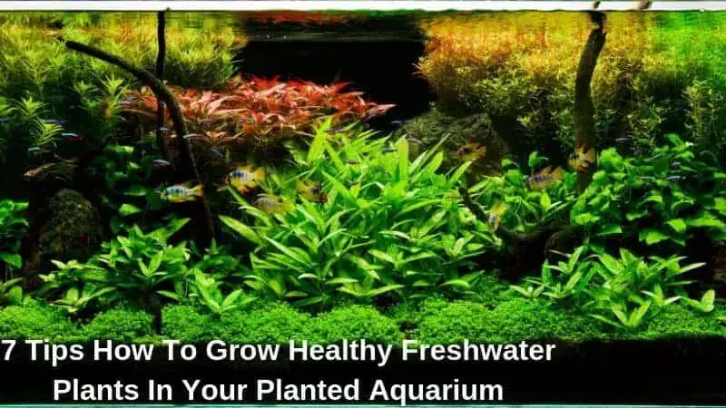 7 Tips How To Grow Healthy Freshwater Plants In Your Planted Aquarium