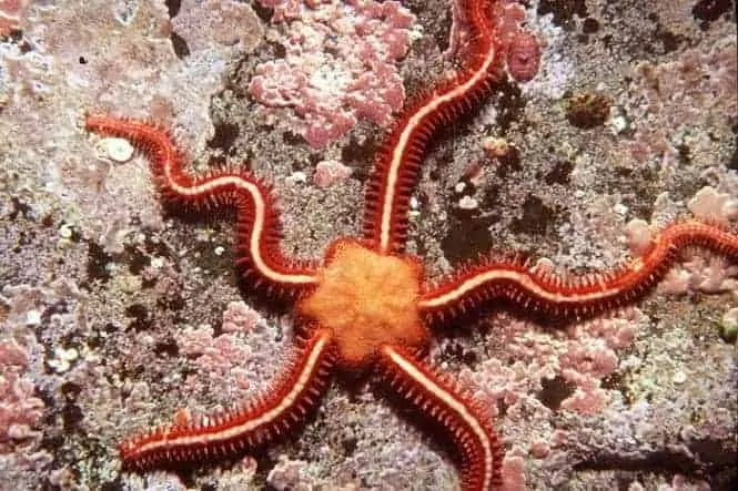 Brittle Starfish