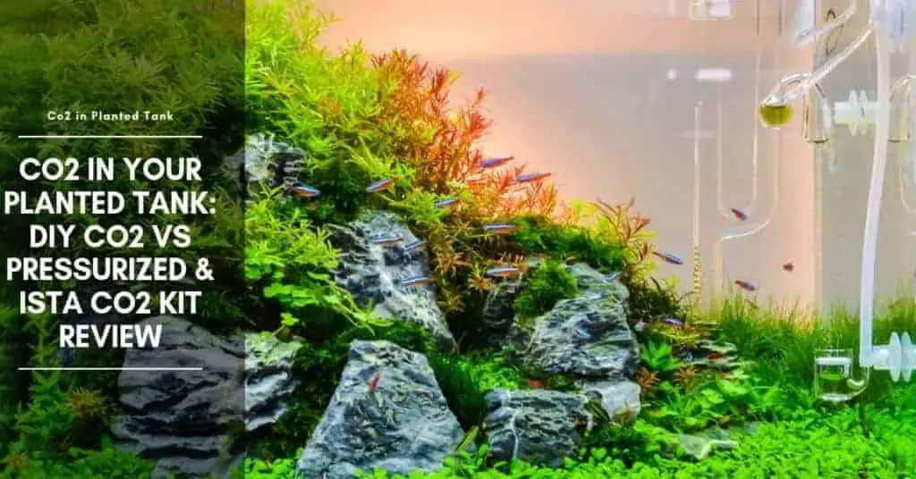 Diy Co2 Vs Pressurized, ISTA Co2 Kit and Diffuser Set (Review)