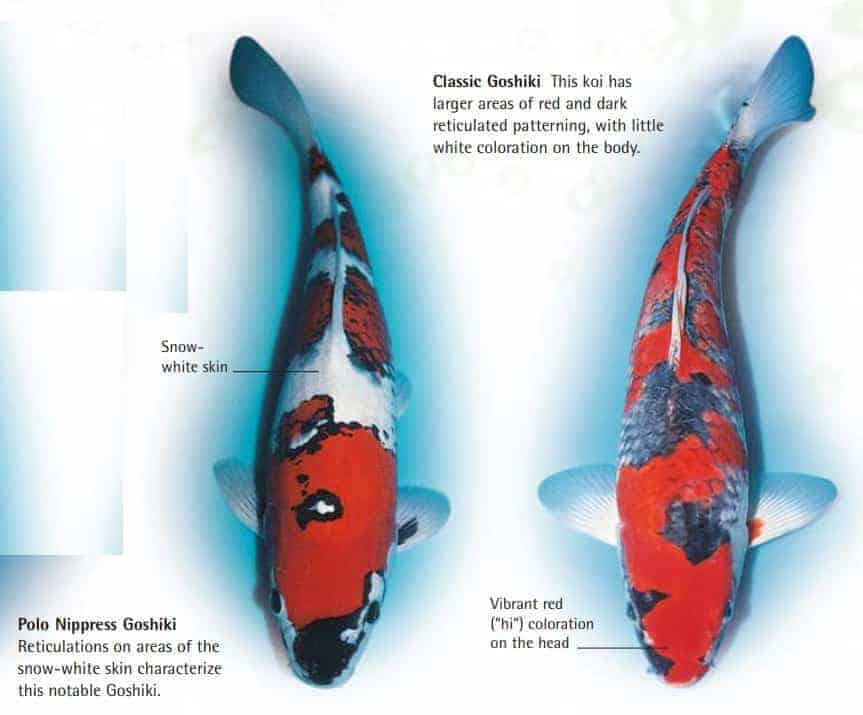 Koi Fish Color Chart