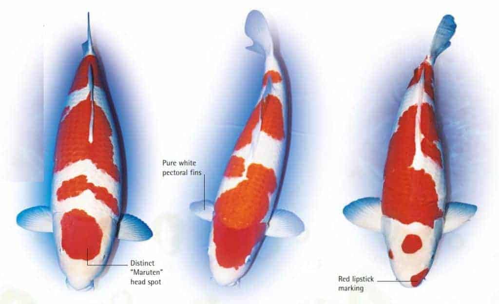 The Kohaku, with its red and white markings, is the most popular of all the varieties of Koi. 