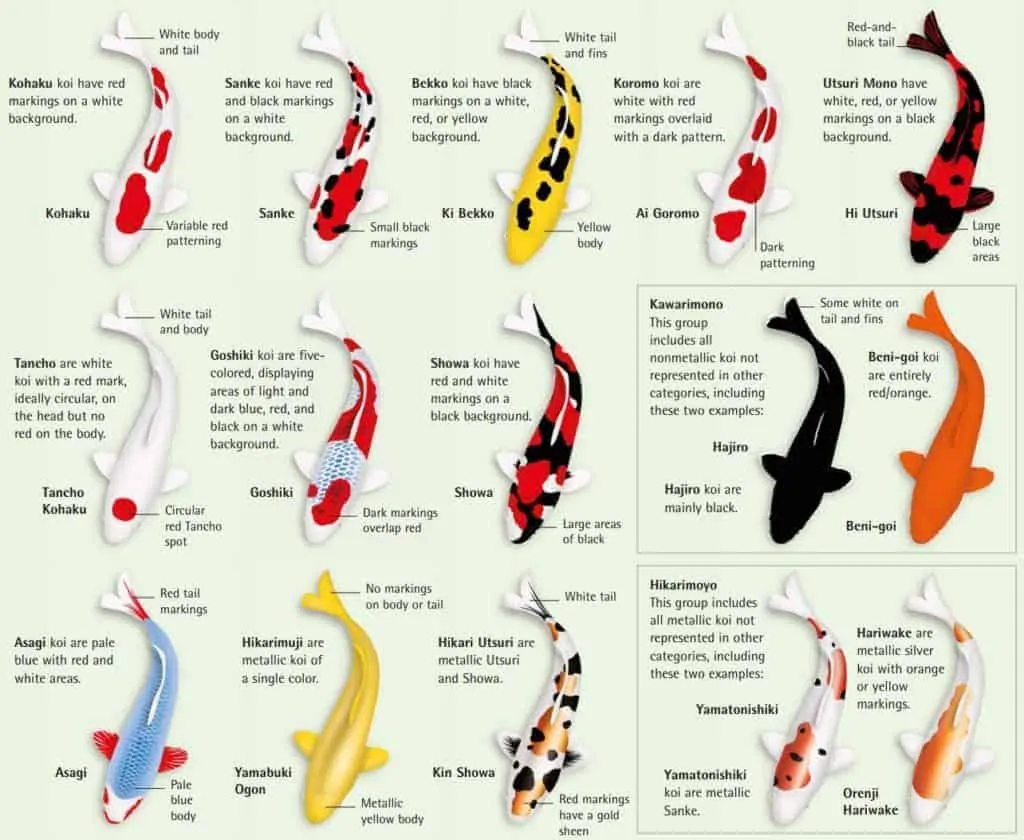 Koi Types Chart