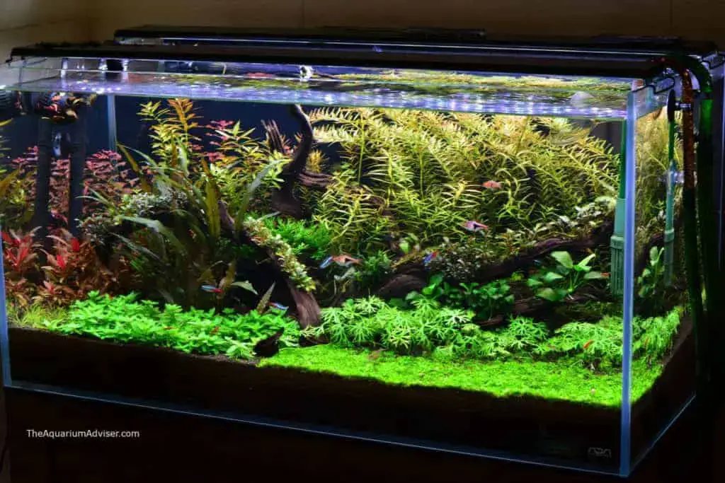 7 Tips for How to Keep Live Plants in an Aquarium Lighting & Substrate