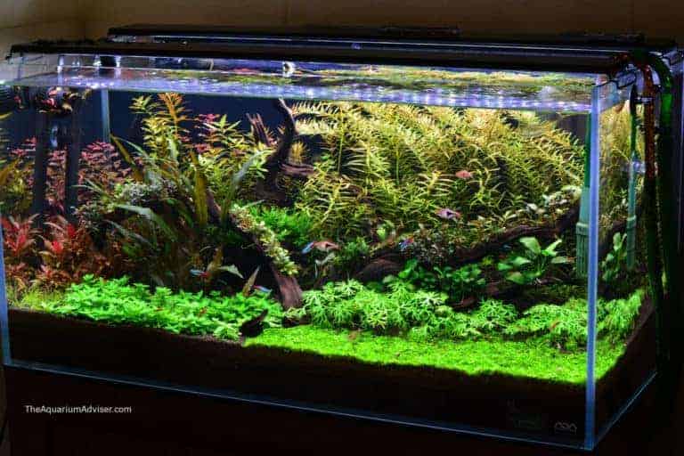 7 Tips for How to Keep Live Plants in an Aquarium Lighting & Substrate