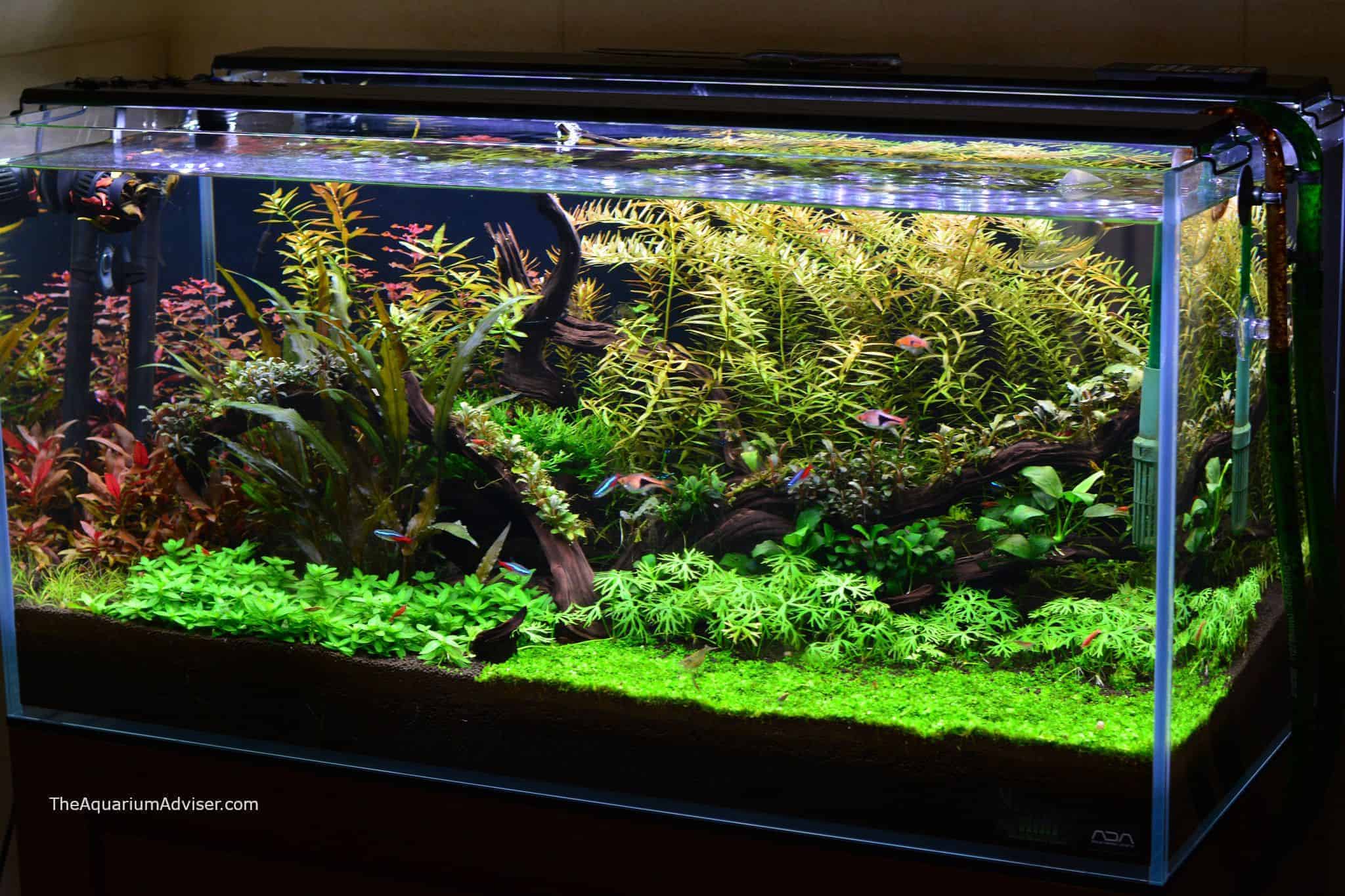 7 Tips for How to Keep Live Plants in an Aquarium - PlanteD Tank