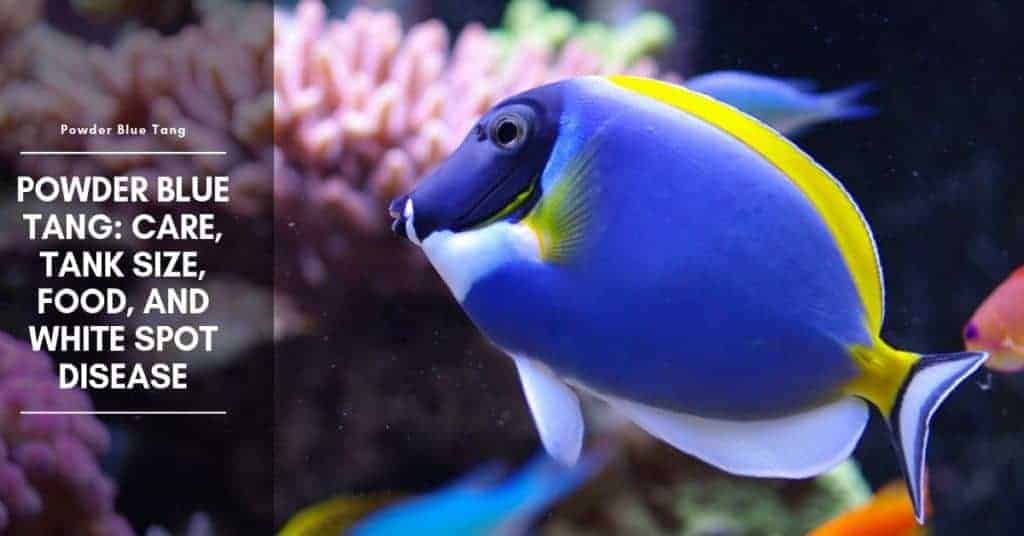 Powder Blue Tang Care, Tank Size, Food, And White Spot Disease