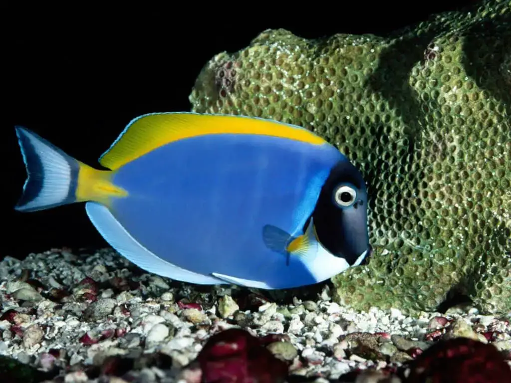 Powder Blue Tang Care, Tank Size, Food, And White Spot Disease