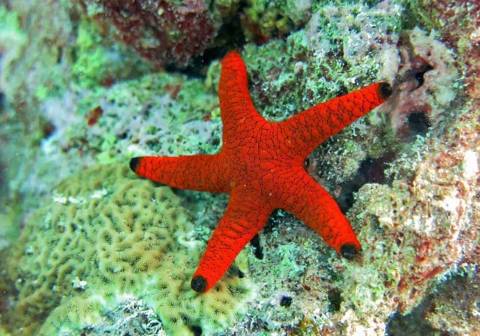 Little Red Starfish