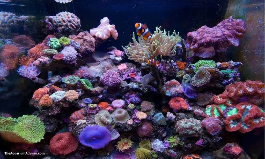 Reef Tank