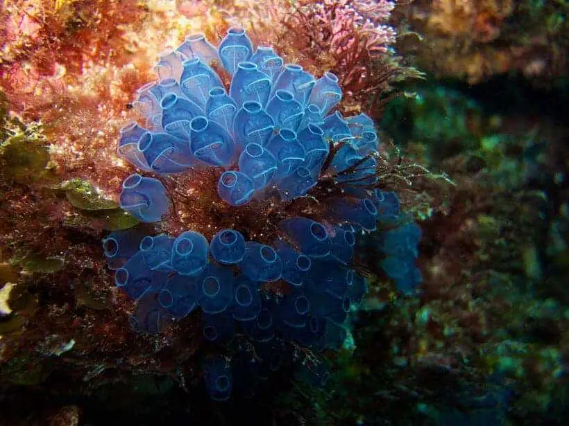 Sea squirts - Tunicate