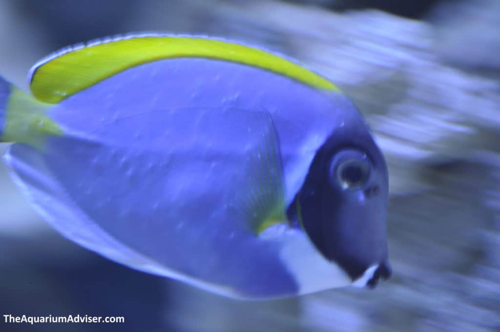 White spots on powder blue tang.