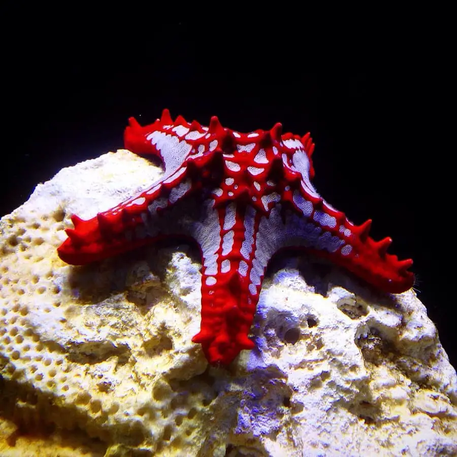 Red-Knobbed Starfish