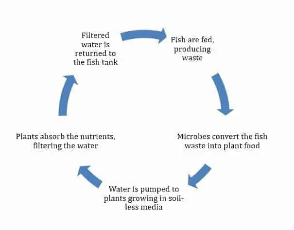 A basic Aquaponics cycle
