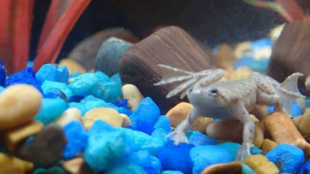 African Dwarf Frog