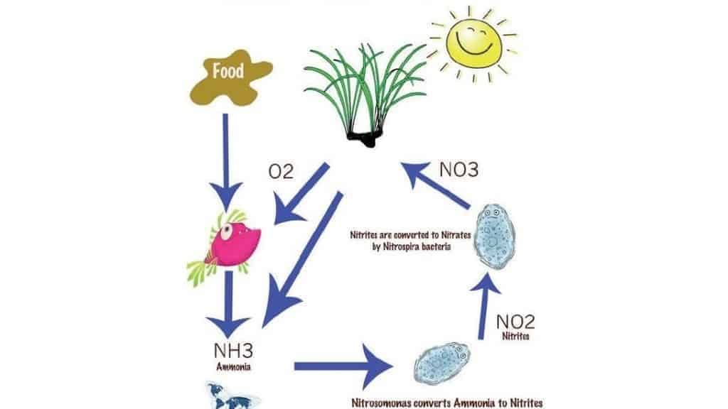 Aquaponics And Bacteria