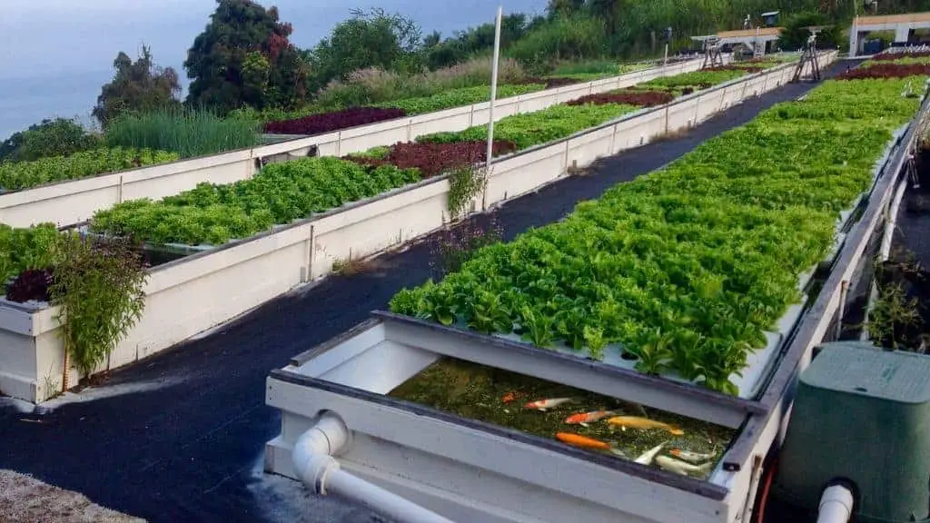 Aquaponics Garden