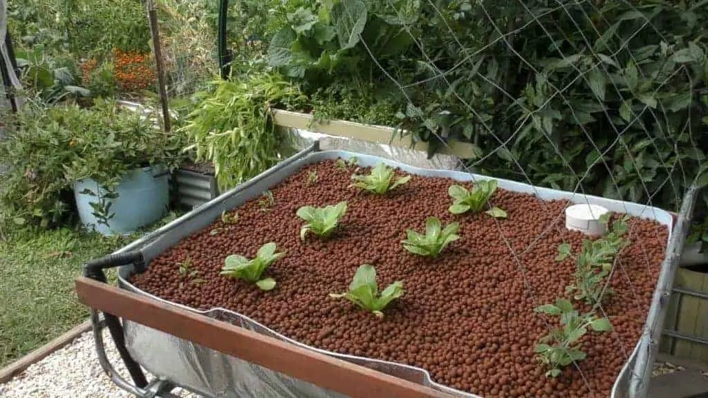 Медиа-кровати Aquaponics