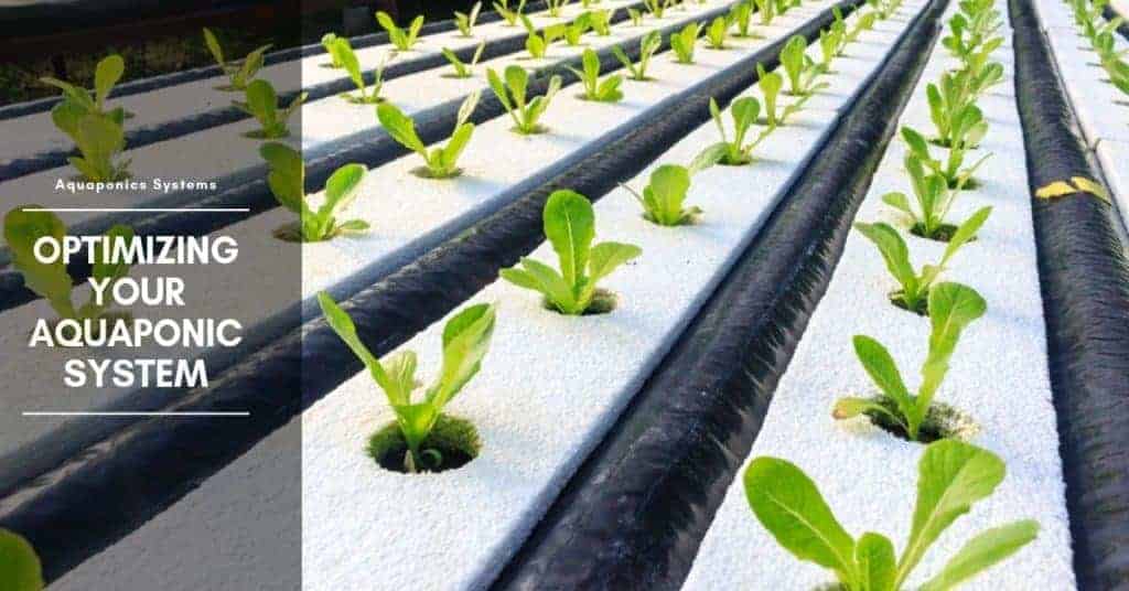Aquaponics Plants What Are the Best Plants for Aquaponics Fish Tank