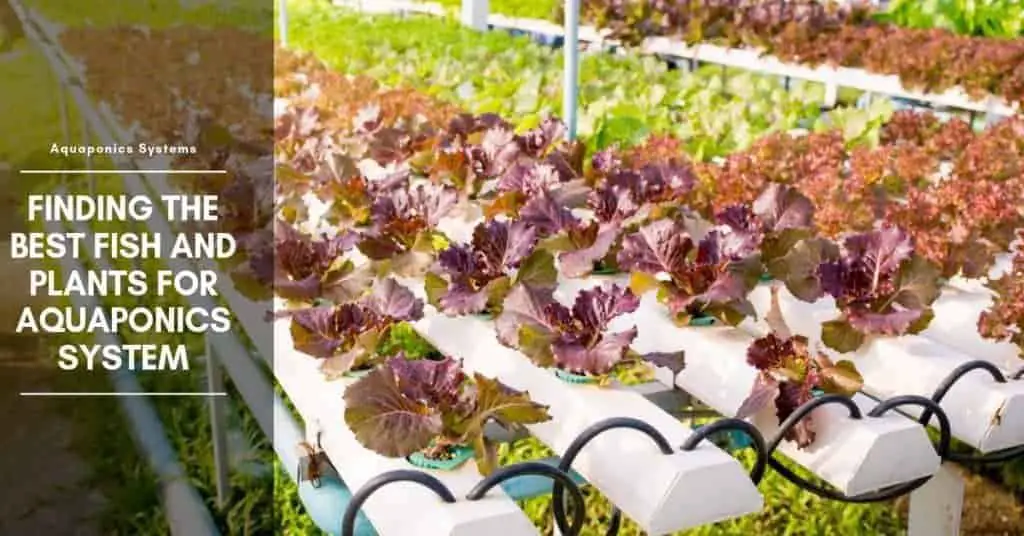 Aquaponics how many plants per fish Puerto Rico Opportunity Zone Fund, LP Makes Investment in Fusion Farms