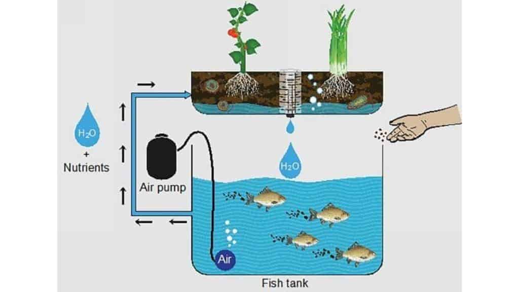 aquaponics fish tank design