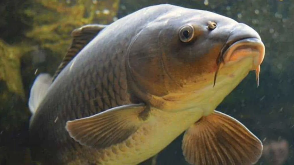 types of fish for aquaponics: tilapia, catfish and tank
