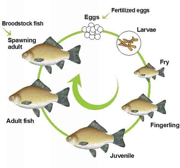 Fish life cycle.