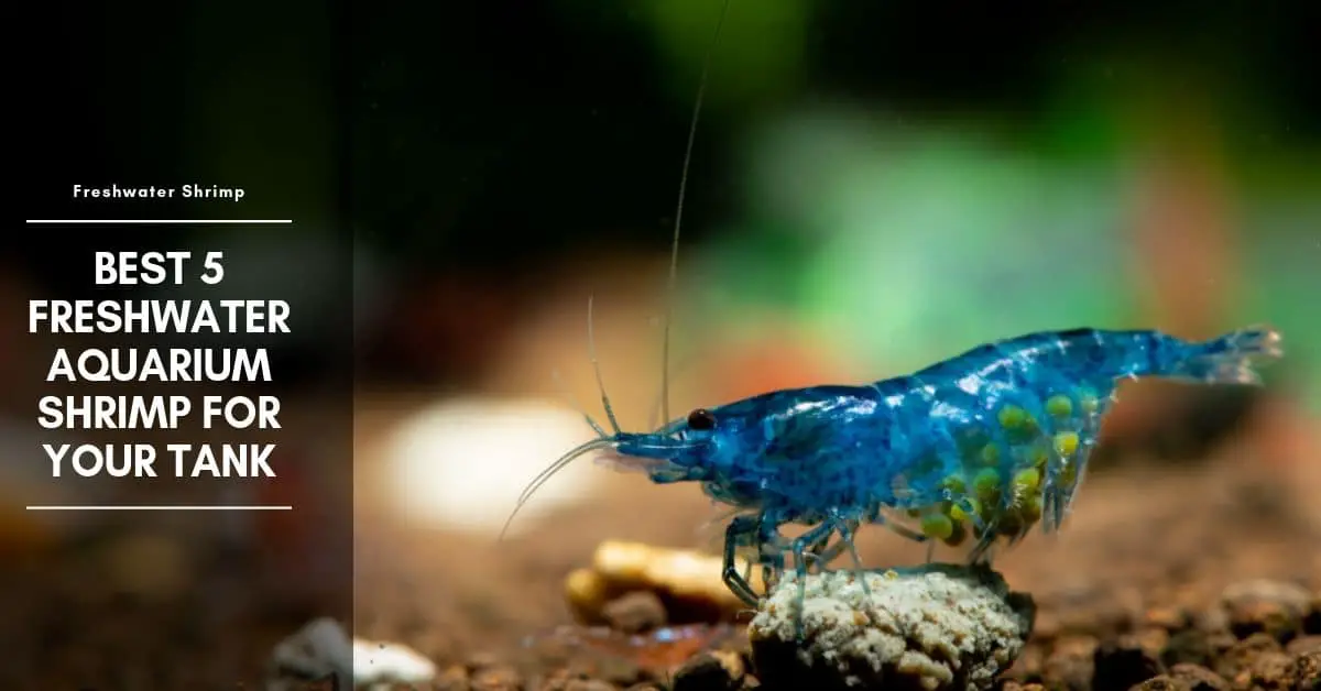 13 freshwater aquarium shrimp - best shrimp for your tank