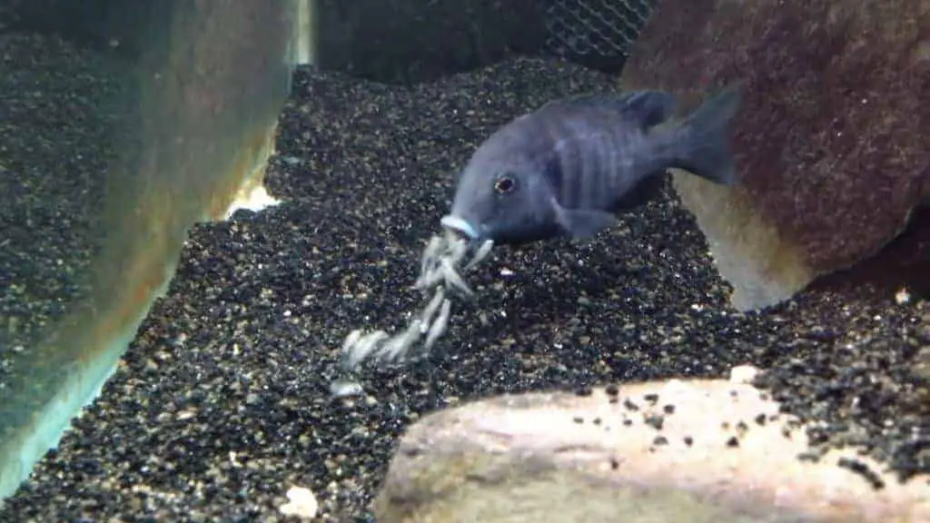 Mouthbrooding African Cichlid