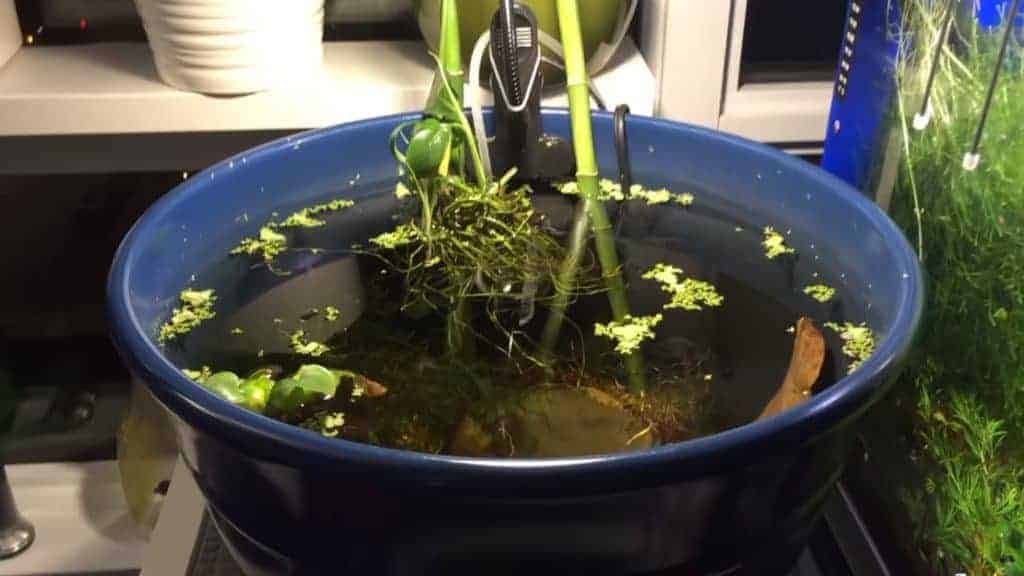 Indoor Betta Pond Planter Pot