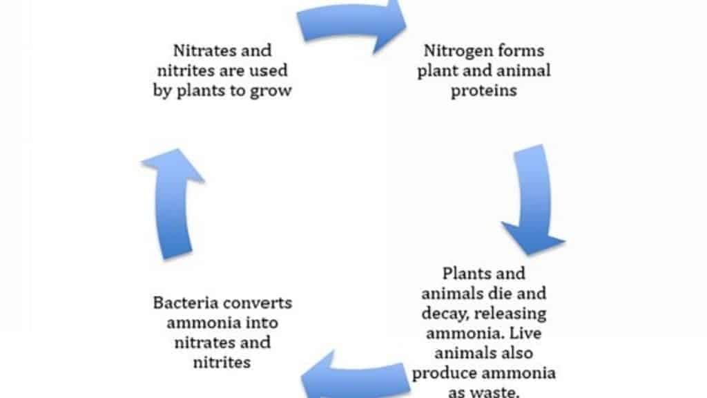 The nitrogen cycle