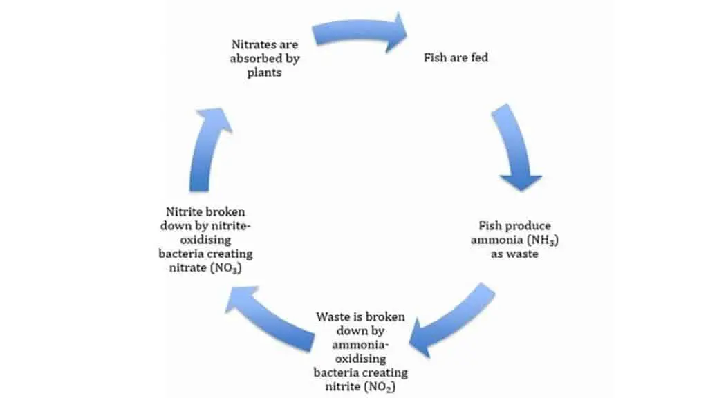 The nitrogen cycle in an aquaponics system