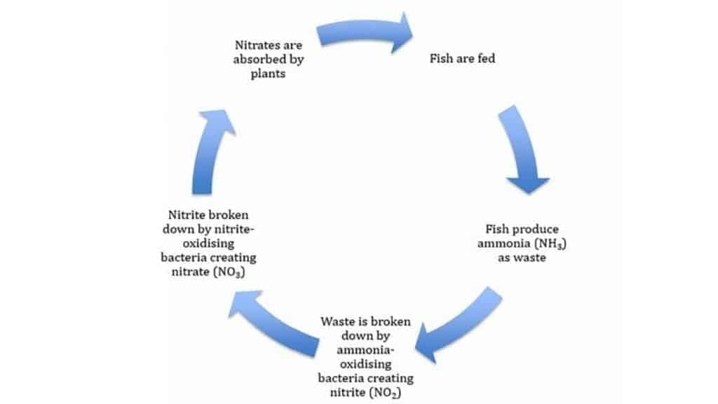 The nitrogen cycle in an aquaponics system