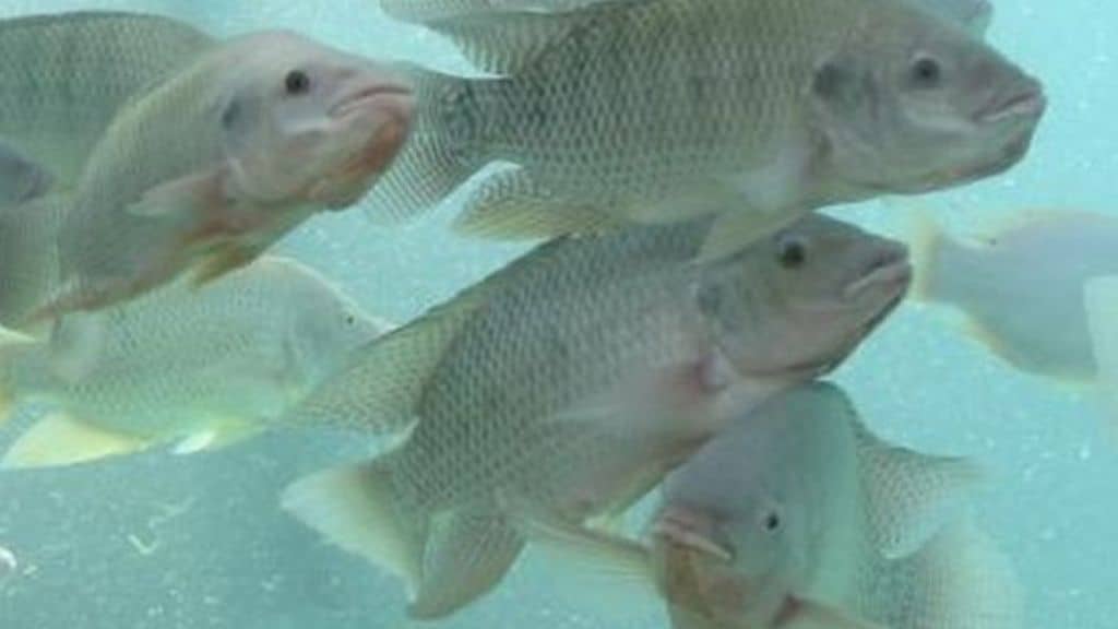 Types of Fish for Aquaponics Tilapia, Catfish and Tank Requirements