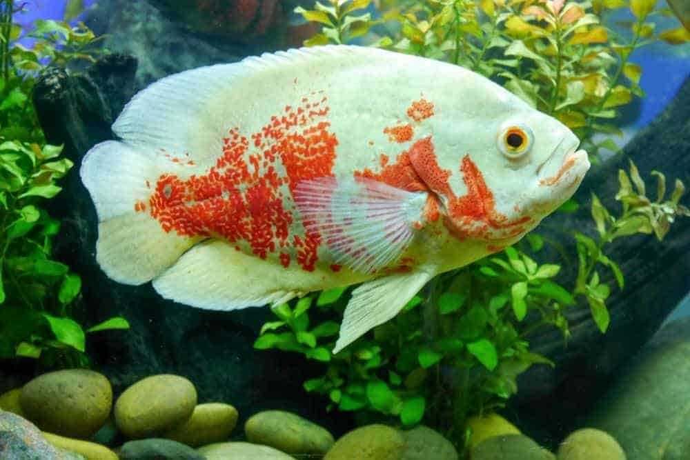 Oscar Fishred Tiger Albino Wild Long Finned