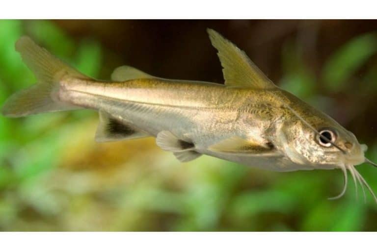 19 Most Popular Types of Catfish: Species, Habitat & Pictures
