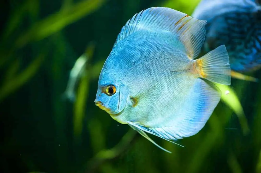 Blue Discus fish Symphysodon aequifasciatus