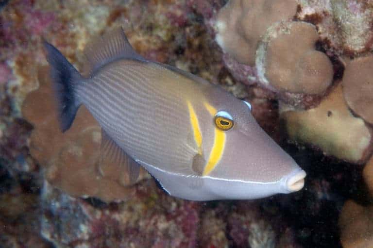 7 Types of Triggerfish and Triggerfish Teeth