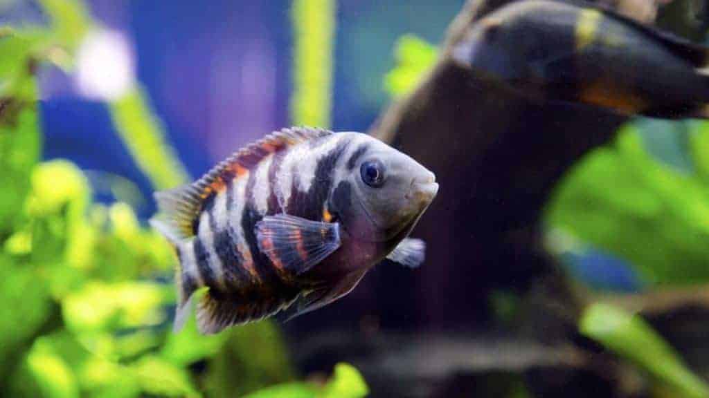 Convict Cichlid