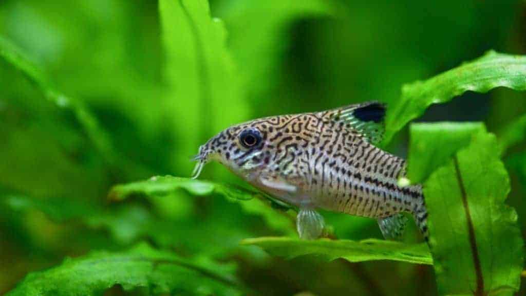 Fish Corydoras mottled, speckled Catfish sitting on the leaf of plants in the aquarium