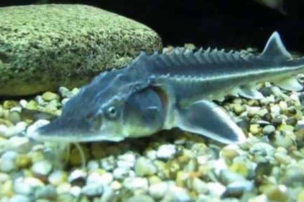 Diamond Sturgeon